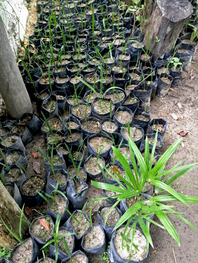 7 Seedlings