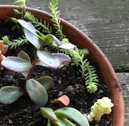 Baby Succulents