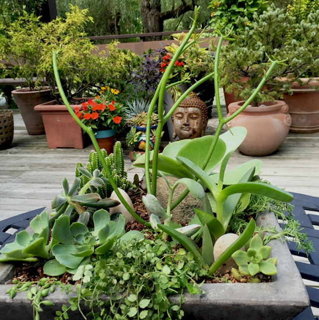 5-succulents-in-place-buddha